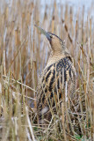 Great Bittern - Roerdomp