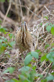 Great Bittern - Roerdomp
