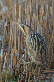 Great Bittern - Roerdomp