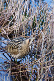 Great Bittern - Roerdomp