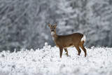 Roe deer - Ree 