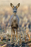 Roe Deer - Ree