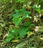 Leaves 1.jpg