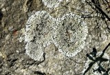 Lichen - 2.jpg