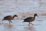 Berniers Teal, Betsiboka Estuary, Madagascar