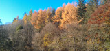 Autumn colours, Chatelherault CP, Hamilton