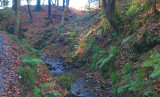 Autumn leaves, Chatelherault CP, Hamilton