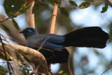 Blue Coua, Mantadia NP, Madagascar