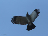 Cuckoo Roller, Zombitse NP, Madagascar
