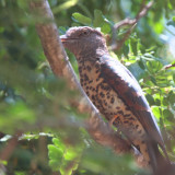 Cuckoo Roller (female), Amkarafantsika NP, Madagascar