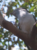 Cuckoo Roller (male), Ankarafantsika NP, Madagascar