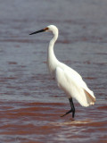 Dimorphic Egret, Betsiboka Estuary, Madagascar