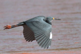 Dimorphic Egret, Betsiboka Estuary, Madagascar