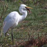 Great White Egret, Antananarivo, Madagascar