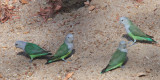 Grey-headed Lovebird, Kirindy NP, Madagascar