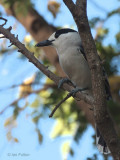 Hook-billed Vanga, Ifaty, Madagascar