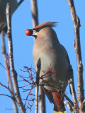 Waxwing, Sandyholm Garden Centre, Clyde