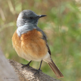 Littoral Rock-Thrush (male), Anakao, Madagascar