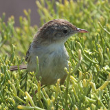 Madagascar Cisticola, Nosy Ve, Madagascar