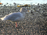 Glaucous Gull, Dumbarton, Clyde