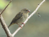 Madagascar Fody, Andasibe NP, Madagascar