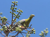 Madagascar Green Pigeon, Tsingy de Bemaraha, Madagascar