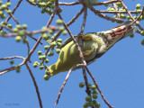 Madagascar Green Pigeon, Tsingy de Bemaraha, Madagascar