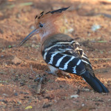 Madagascar Hoopoe, Ankarafantsika NP, Madagascar