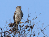 Madagascar Kestrel, Zombitse NP, Madagascar