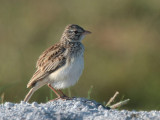 Madagascar Lark, near Toliara, Madagascar