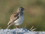 Madagascar Lark, near Toliara, Madagascar