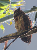 Madagascar Long-eared Owl, Andasibe NP, Madagascar