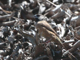 Madagascar Munia, Andasibe, Madagascar