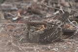 Madagascar Nightjar, Parc Mosa-Ifaty, Madagascar