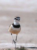 Madagascar (or Black-banded) Plover, near Ifaty, Madagascar