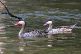 Red-billed Teal, Lake Alarobia-Antananarivo, Madagascar