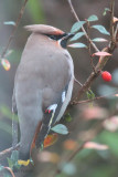 Waxwing (1st Winter), Baillieston, Glasgow