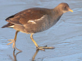 Moorhen (1st winter), Hogganfield Loch, Glasgow