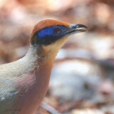 Red-capped Coua, Ampijoroa NP, Madagascar