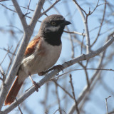 Red-shouldered Vanga, La Table-Toliara, Madagascar