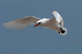 Red-tailed Tropicbird, Nosy Be, Madagascar