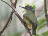 Schlegels Asity, Ampijoroa NP, Madagascar