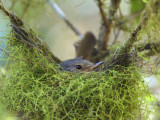 Spectacled Greenbul or Tetraka, Ranomafana NP, Madagascar