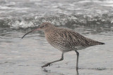 Curlew, Ironotter Point-Greenock, Clyde