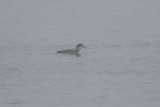 Great Northern Diver, Greenock Esplanade, Clyde