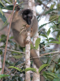 Common Brown Lemur, Andasibe NP, Madagascar