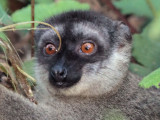 Common Brown Lemur, Andasibe NP, Madagascar