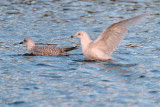 Iceland Gull (2nd winter), Hogganfield Loch, Glasgow