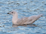 Iceland Gull (2nd winter), Hogganfield Loch, Glasgow