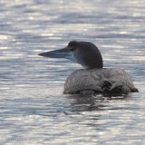 Great Northern Diver, Sallochy-Loch Lomond, Clyde